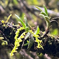 Octarrhena parvula Thwaites